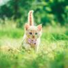 BUGUUYO Cute Cat Collar Set view 4