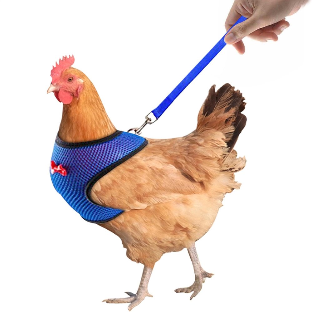 Chicken Harness with Adjustable Belt