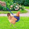Chicken Harness with Adjustable Belt view 3