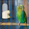 Automatic Bird Water Dispenser view 2