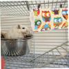 BESPORTBLE Small Animal Hanging Hammock and Hideout view 4