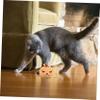 COLLBATH Halloween Pumpkin Cat Toy view 4