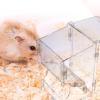 Levemolo Automatic Hamster Feeder view 4
