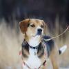 Levemolo Dog Tug Rope with Fruit Print, Durable Material for Outdoor Use, Easy to Handle view 2