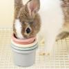 Stacking Cups for Bunnies - 8pcs view 2