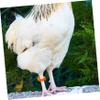 BUGUUYO Chicken Identification Leg Bands, 100 Pieces, Decorative Poultry Bands Made of Safe Plastic view 3