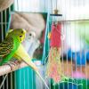 BESPORTBLE 3-Piece Hanging Foraging and Chew Toys for Parrots and Birds view 4