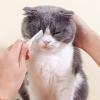 Pet Grooming Comb view 4