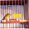 Kisangel Bird Feeder - Practical Hanging Cup for Parrots view 4