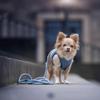 Max & Molly Multifunction Rope Dog Leash, Matrix 2.0, Jade/L, 2 m, Continuously Adjustable with 2 Carabiners view 4