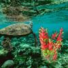 VANZACK Red Water Plants for Aquariums view 2