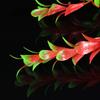 VANZACK Red Water Plants for Aquariums view 4