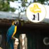 Sosoport Bird Harness and Training Leash view 3