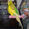 Birdcage Perch – Natural Wood T-Shaped Textured Chew Toy view 2