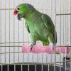 Birdcage Perch – Natural Wood T-Shaped Textured Chew Toy view 3