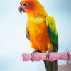 Birdcage Perch – Natural Wood T-Shaped Textured Chew Toy view 4