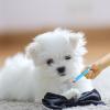 Nexusectar Tick Remover for Dogs and Cats view 2