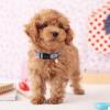 ARING PET Dog Collar view 4