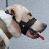 Adjustable Dog Muzzle with Reflective Wire view 4