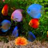 BESPORTBLE Artificial Aquarium Water Plant Decoration view 2