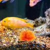 BESPORTBLE Artificial Aquarium Water Plant Decoration view 4