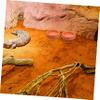 BESPORTBLE Reptile Water and Food Bowl view 4