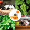 Rotating Catnip Ball Cat Lick Toy view 4