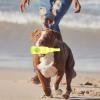 Interactive Water Bottle Dog Toy view 2