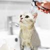 Pet Shower Head for Dogs view 4