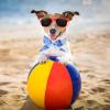 Cooling Collar for Dogs view 2