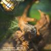 Heat Lamp Safety Dome for Reptiles view 3