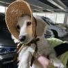 Dog Beach Hat - Comfortable Summer Hat for Pets view 3