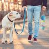 Dog Water Bottle, Pet Dispenser, Puppy Food Container, Blue view 4