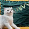 Acunny Cat Spring Toys for Indoor Cats view 3