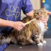 Qkbuza Pet Detangling Brush view 2