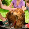 Poupangke Dog Grooming Brush view 2