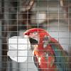 Hanging Food Bowls for Bird Cages, 10-Piece Plastic Set, for Budgies view 2