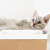 BESPORTBLE Cat Scratcher with Breathable Cat Nest and Multifunctional Design for Cats and Dogs view 4