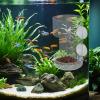 2-Pack Shrimp Feeding Bowl with Suction Cup view 4