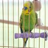 Bird Perch with Calcium Grinding Stone view 2