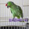 Bird Perch with Calcium Grinding Stone view 3