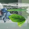Betta Fish Leaves Hammock, 4-Pack view 4