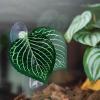 Aquarium Leaf Hammock view 2