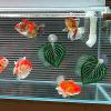 Aquarium Leaf Hammock view 4