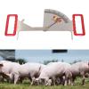 Stainless Steel Feeding Management Ruler for Sows view 4