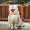 Adjustable Cat Collar with Colorful Flowers view 2