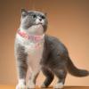 Adjustable Cat Collar with Colorful Flowers view 4