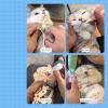 Fabric Grooming Bag for Cats view 2
