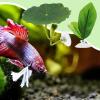Betta Fish Leaf Bed view 3