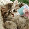 Kitten Feeding Bottle, 150 ml view 3